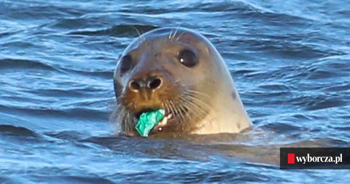 z24161197FBW,Foka-z-plastikiem-w-pysku-widziana-w-poblizu-Ujsci